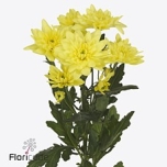 Chrysanthemum Krüsanteem Pina Colada Yellow