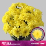 Chrysanthemum Krüsanteem Pina Colada Yellow