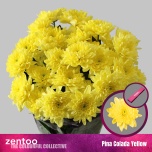 Chrysanthemum Krüsanteem SP Pina Colada Yellow*5