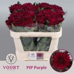 Chrysanthemum Krüsanteem Pip Purple
