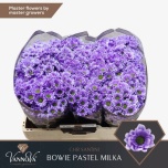 Chrysanthemum Krüsanteem SANTINI paint Bowie Milka*25