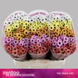 Chrysanthemum Krüsanteem SANTINI Yin Yang MIX*25
