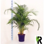 Dypsis Kuldviljakpalm 32cm