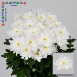 Chrysanthemum Krüsanteem Zembla põõsas