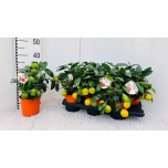 Citrofortunella Tsitrusepuu Limetta 14cm
