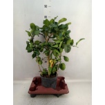 Citrofortunella Tsitrusepuu 19cm