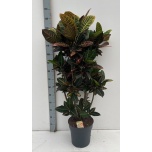 Codiaeum vari Ebakrooton Petra 31cm