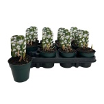 Convallaria Maikelluke 9cm