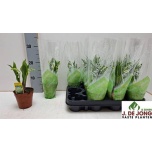 Convallaria Maikelluke 9cm