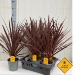 Cordyline australis Lõuna-tõlvpuu Red Star 17cm