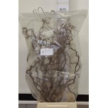 Corylus Sarapuu contorta 70cm (tk)