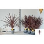 Cordyline Lõuna-Tõlvpuu australis Red Star 17cm