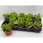 Crassula Turdleht HULK 12cm