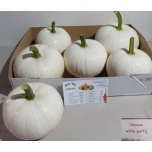 Cucurbita Kõrvits Baby Boo Big