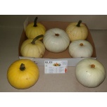 Cucurbita Kõrvits Baby Boo suur