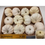 Cucurbita Kõrvits Baby Boo