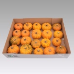 Cucurbita Kõrvits Jack Bee Little