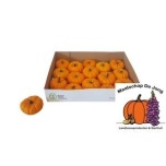 Cucurbita Kõrvits Jack Bee Little