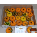 Cucurbita Kõrvits Jack Bee Little
