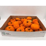 Cucurbita Kõrvits Jack Bee Little