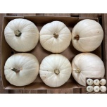 Cucurbita Kõrvits Maxima Halloween