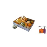 Cucurbita Kõrvits Maya MIX