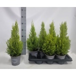 Cupressus Küpress Wilma 14cm