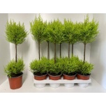 Cupressus Küpress Wilma 14cm