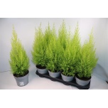 Cupressus Küpress Wilma 14cm