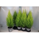 Cupressus Küpress Wilma 14cm