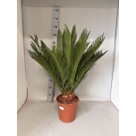 Cycas Palmlehik revoluta 27cm