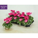 Cyclamen pers Alpikann small flower super series picasso 11cm
