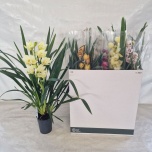 Cymbidium Tsümbiidium mix 14cm 2 vart