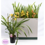 Cymbidium Tsümbiidium mix 14cm