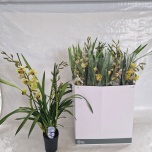 Cymbidium Tsümbiidium mix 14cm