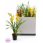 Cymbidium Tsümbiidium mix 14cm 2 vart