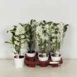 Dendrobium nobile 12cm