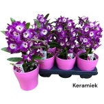 Dendrobium nobile 12cm