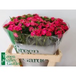 Dianthus Nelk BR Sweet Dusty Flamingo 55cm