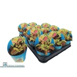 Dionaea Kärbsepüünis 9cm