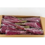 Lavandula Lavendel Cerise 50cm (pk)