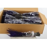 Lavandula Lavendel Dark Purple 50cm (pk)