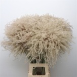 Dried Miscanthus Natural 5pcs/bunch 70cm