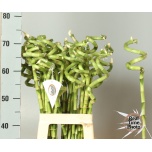 Dracaena Bamboo Draakonipuu oks 70cm tk