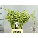 Dracaena Bamboo Draakonipuu oks 70cm tk