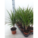 Dracaena Draakonipuu marginata 12cm