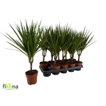 Dracaena Draakonipuu marginata 12cm