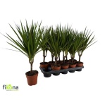 Dracaena Draakonipuu marginata 12cm