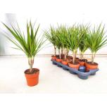Dracaena Draakonipuu marginata 12cm