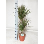 Dracaena Draakonipuu marg Bicolor 21cm